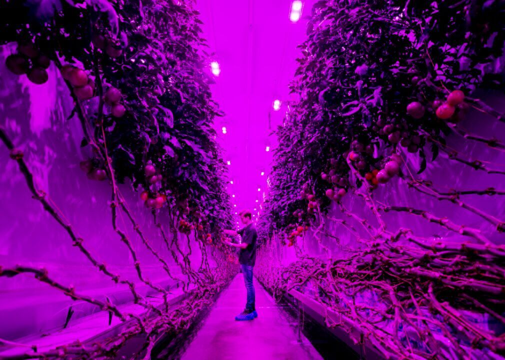 Indoor vertical farming technology advances